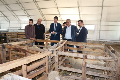 Kaymakamımız Muhammed Üsame SOYSAL damızlık kıvırcık koyun üretim tesisini ziyaret etti.